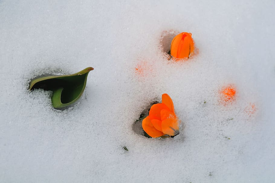 Crocus, Tulip, Spring, Snow, Icy, signs of spring, yellow, nature HD wallpaper