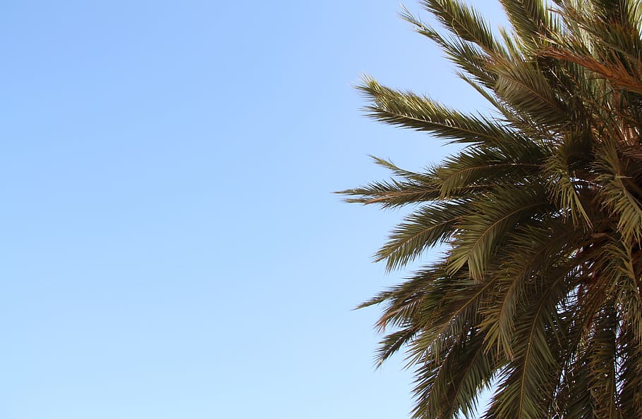 palm, sky, partly cloudy, summer, holiday, blue sky, frond HD wallpaper