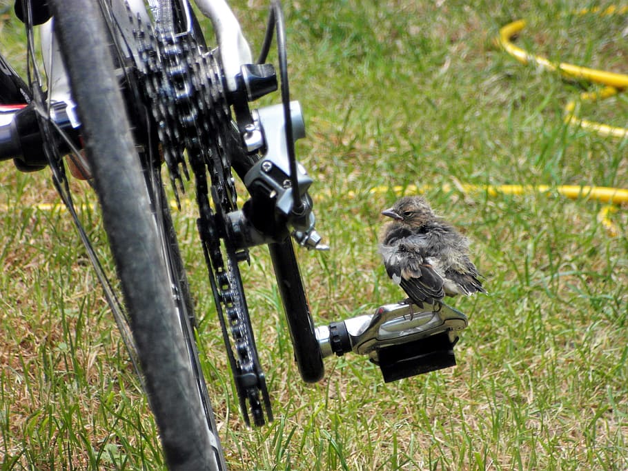 Bird, Bicycle, Italy, sport, cycling, outdoors, nature, grass HD wallpaper