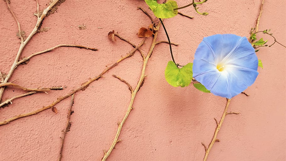 flower, blue, ivy, wall, pink, nature, a blossoming flower HD wallpaper