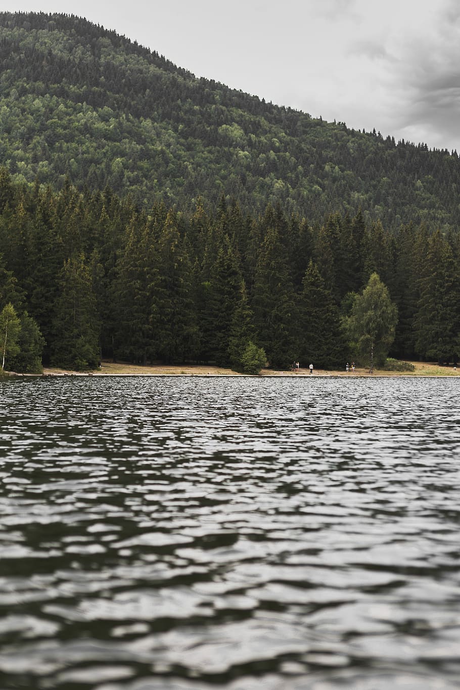 tree covered mountain beside body of water, green leafed trees near body of water under the gray sky HD wallpaper