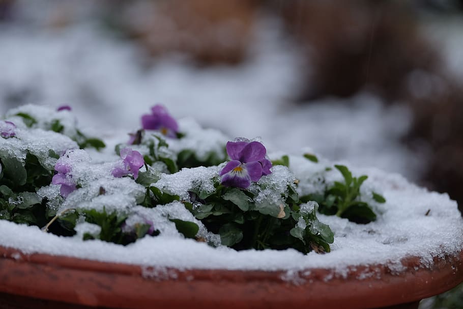 flower, close up, winter, easter 2018, cold temperature, snow HD wallpaper