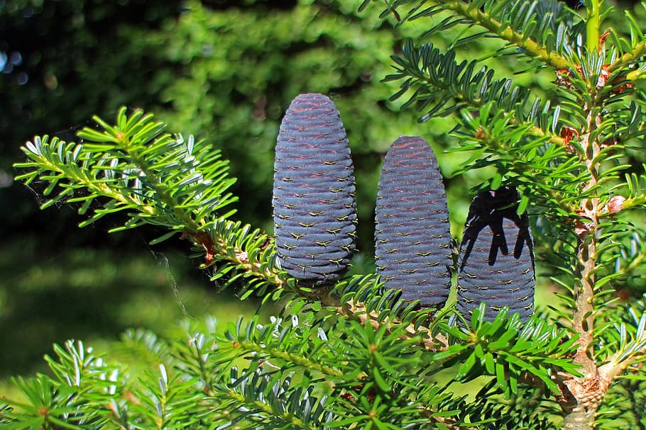 fir, tap, pine cones, upright, blue, dark, conifer, branch HD wallpaper