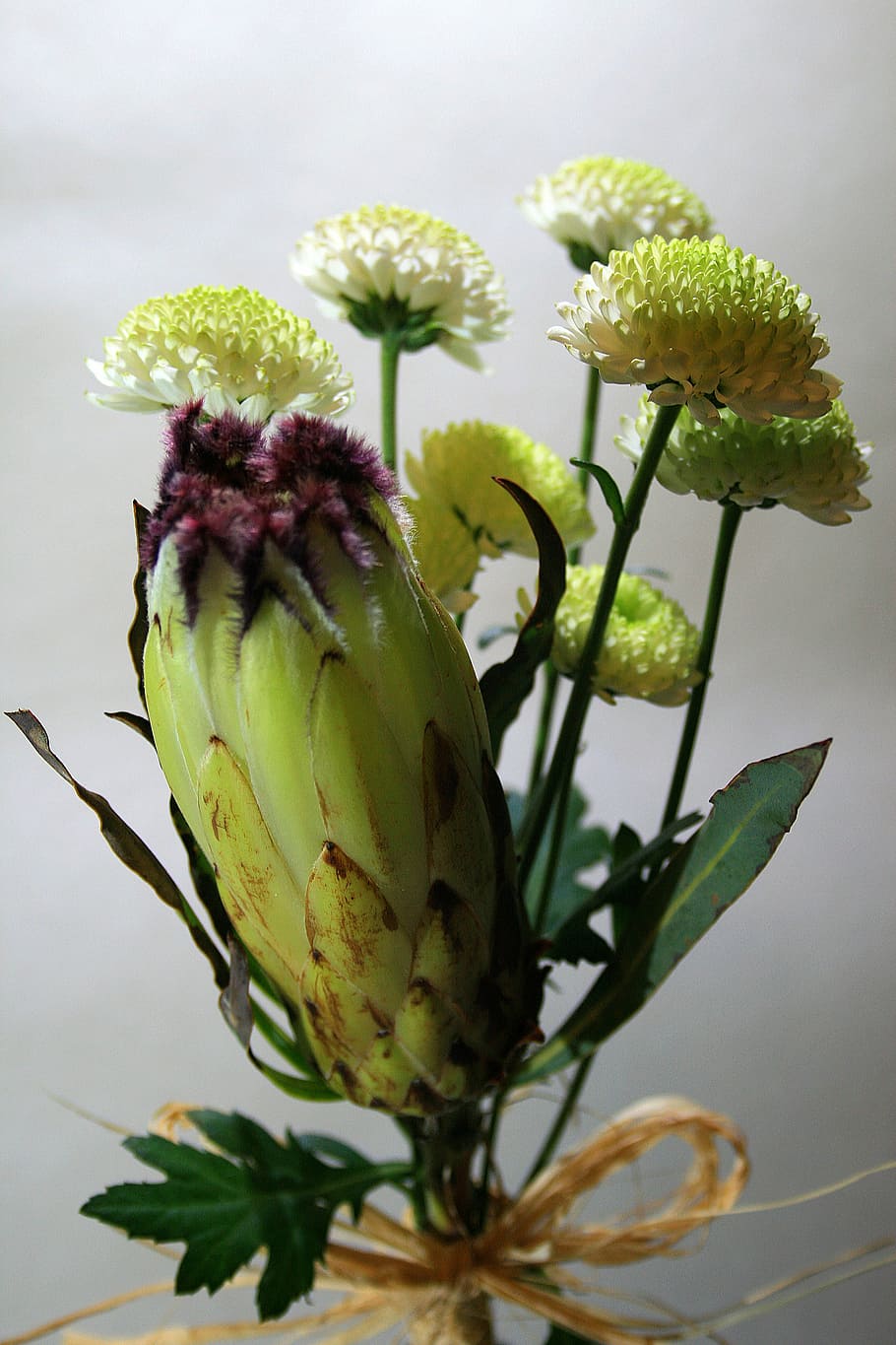 protea flower, indigenous, light green, markings, dark, purple HD wallpaper