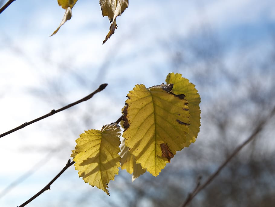autumn, leaves, backlight, dry leaf, tree, forest, yellow, colors HD wallpaper