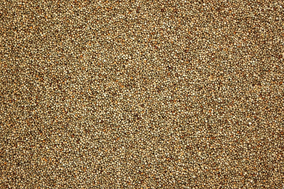 perilla, pattern, texture, nature, grain, farming, crop, agriculture HD wallpaper