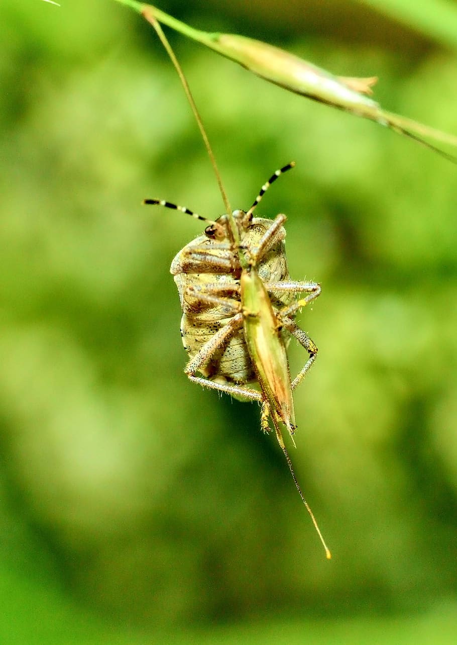 insect, macro, nature, meadow, invertebrate, animals in the wild HD wallpaper