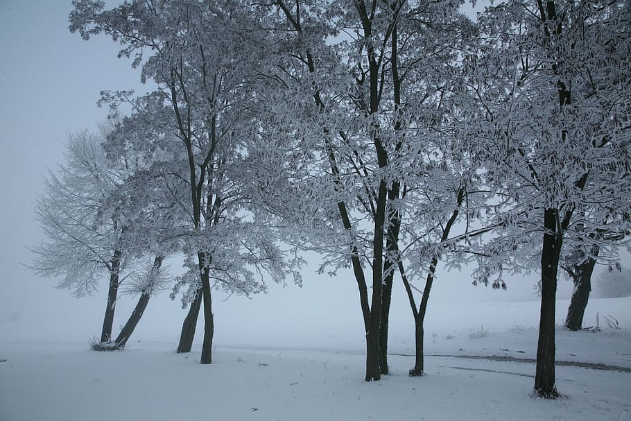 snow, landscape, winter, tree, cold temperature, plant, beauty in nature HD wallpaper