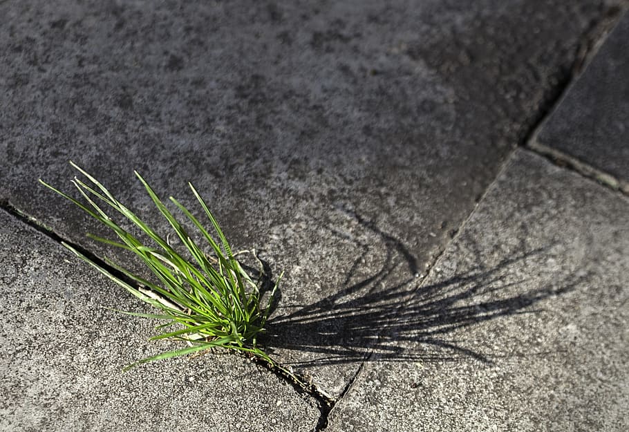 grass, city, nature, shadows, sun, park, plant, urban nature HD wallpaper