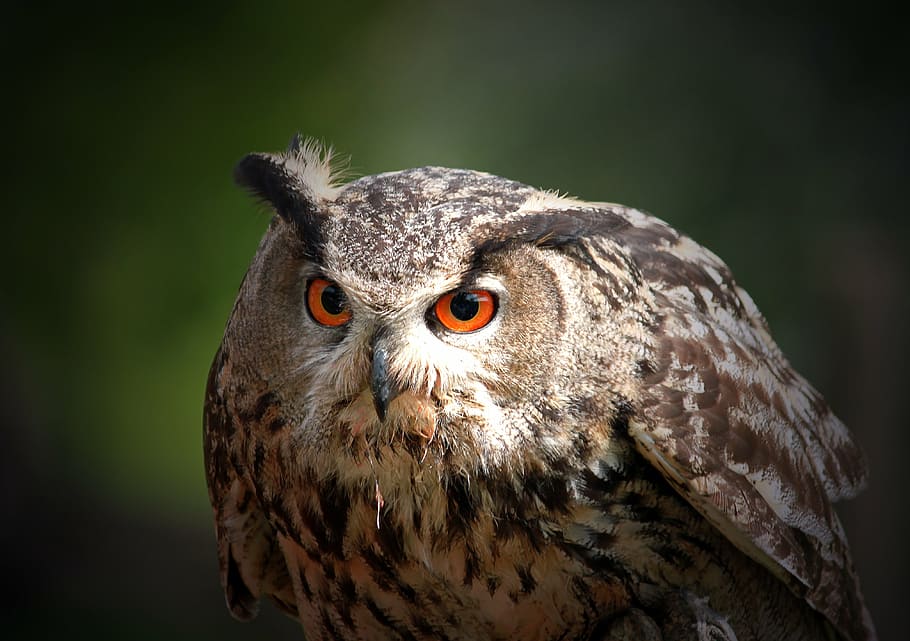 brown and white owl, eagle owl, bird, plumage, lighted eyes HD wallpaper