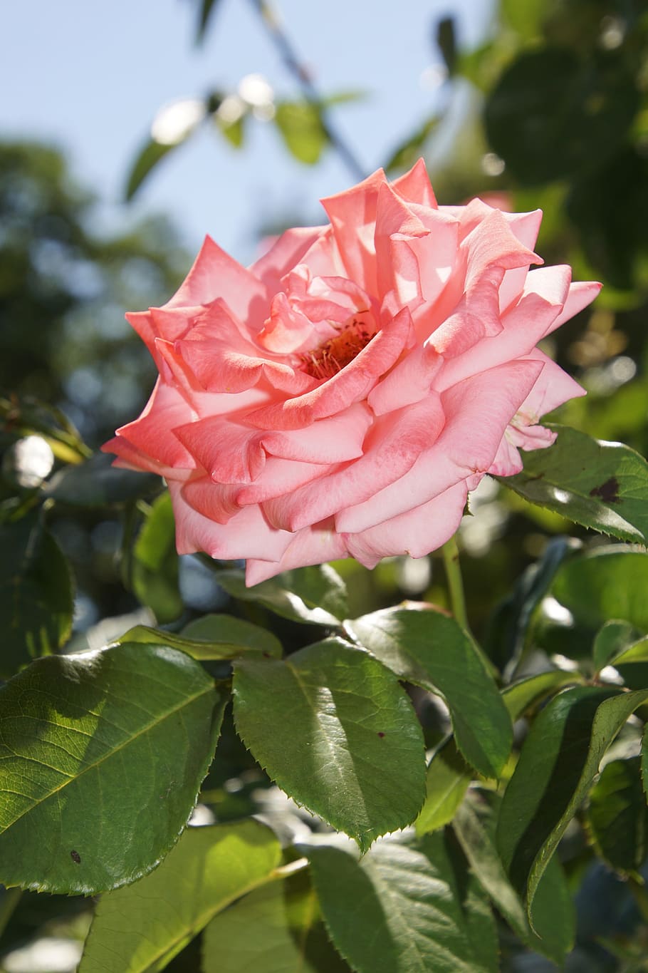 Blossom, Bloom, Close, rose, ramira, climbing rose, rosaceae HD wallpaper