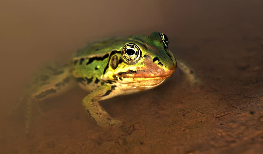 Frog, Water, Puddle, Amphibian, green, one animal, animal wildlife HD wallpaper