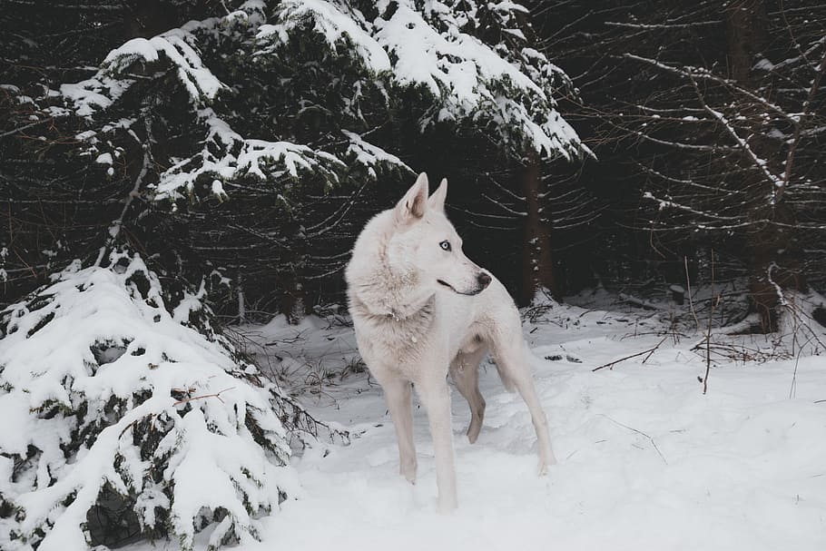 adult white Siberian husky standing on snow filed during day, adult white Siberian husky standing on snow at daytime HD wallpaper