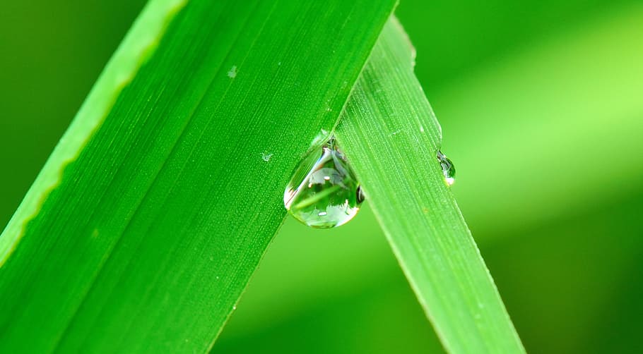 water, drop, grass, rain, nature, wet, fall, plant, raining