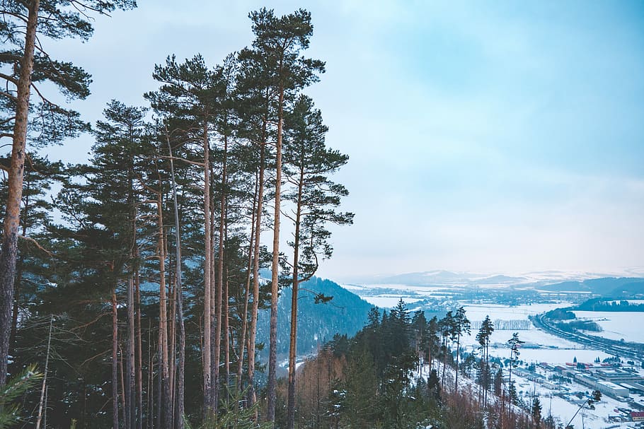 aerial view photography of trees during daytime, forest, tree silhouette HD wallpaper
