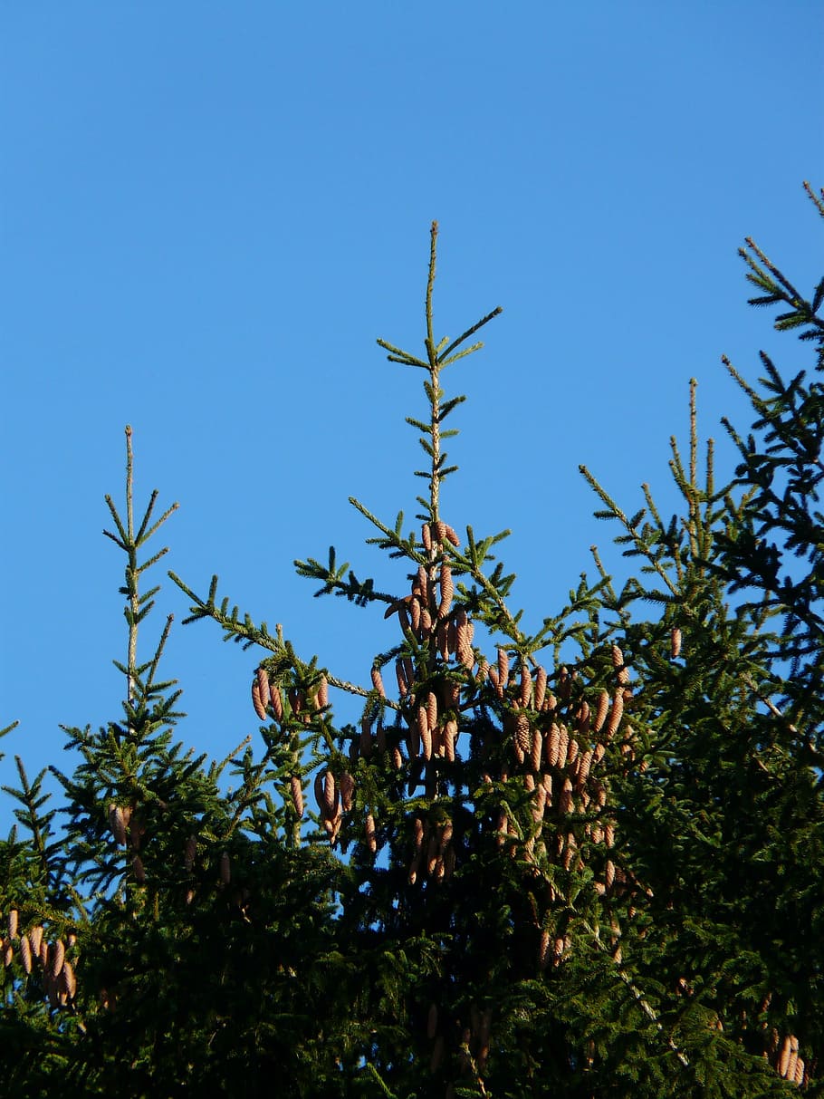 pine cones, tap, tree, conifer, common spruce, picea abies HD wallpaper
