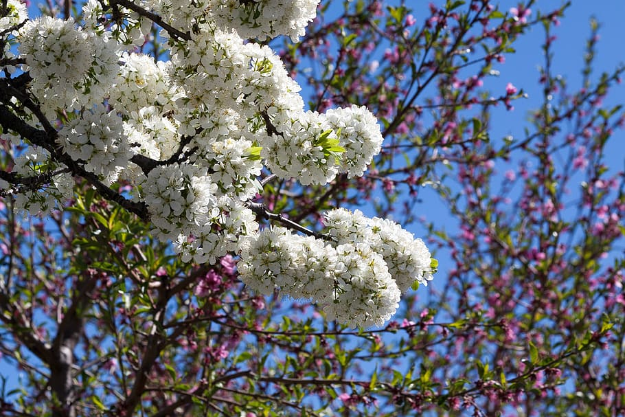 mirabelle, blossom, bloom, flowers, spring, lenz, one, the four seasons HD wallpaper