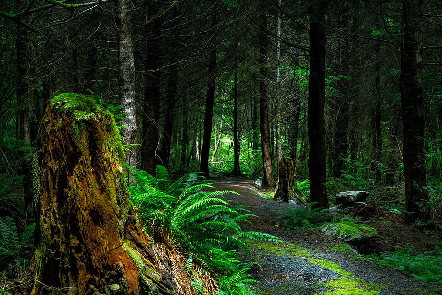 conifer, dawn, environment, fern, grass, landscape, leaves HD wallpaper