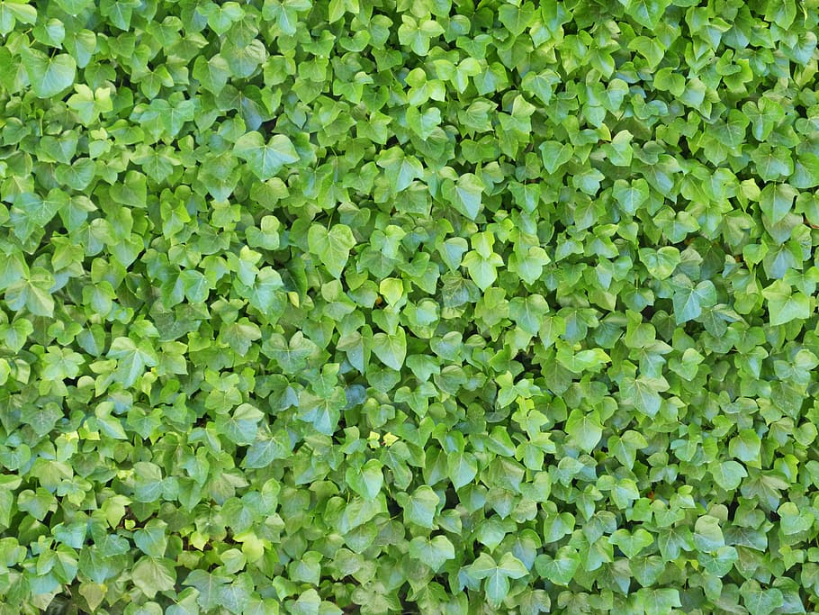 ivy, background, texture, ivy wall, backgrounds, nature, leaf, HD wallpaper