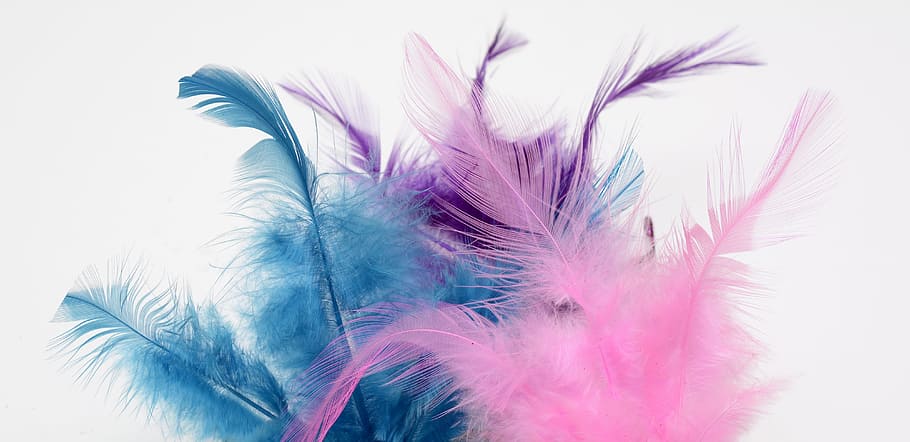 photograph of pink, purple, and blue feather, fluffy, slightly