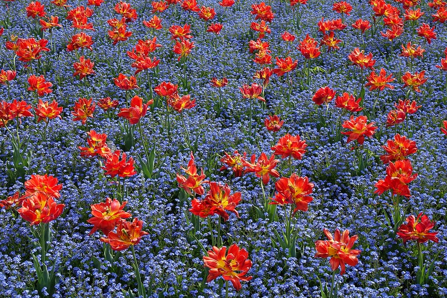 red, yellow, tulips, spring, flower, floral, orange color, growth HD wallpaper