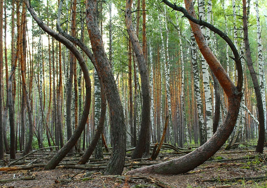 landscape photograph of forest, trees, windfall, pine, tree trunks HD wallpaper