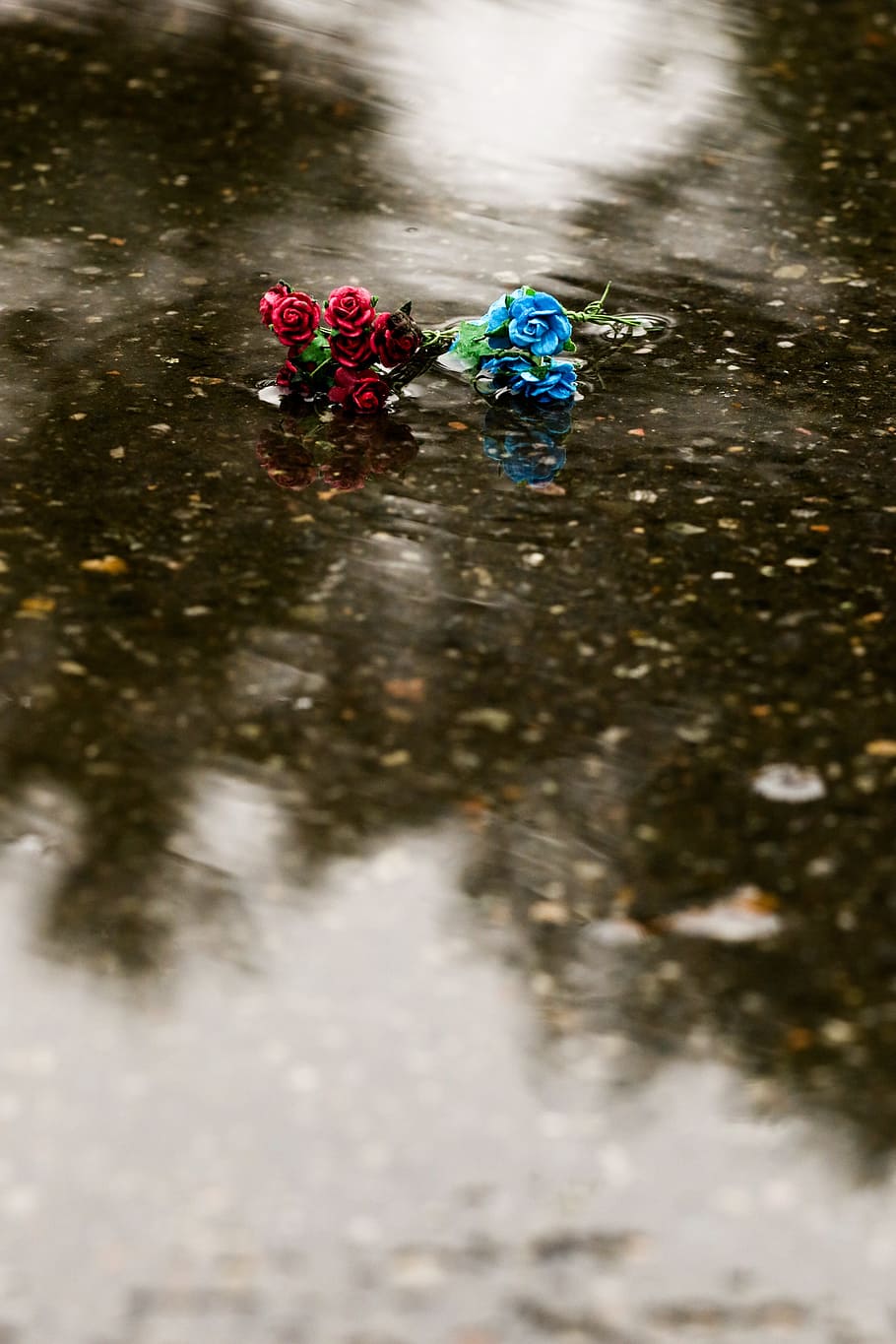 flower, miniature, roses, puddle, reflection, water, nature HD wallpaper