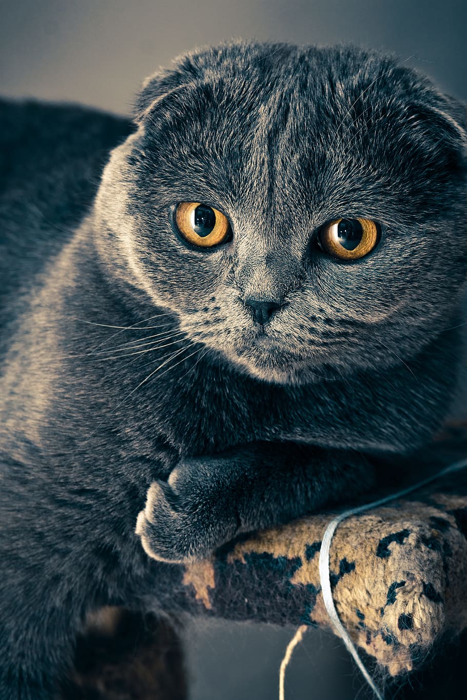 gray tabby cat, fold, view, grey fur, one animal, mammal, portrait HD wallpaper