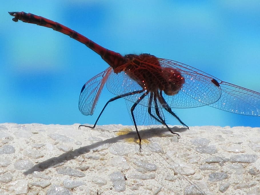 dragonfly, insect, close, water, flight insect, invertebrate HD wallpaper