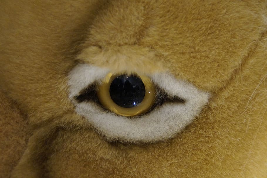 Eye, Lions, Close, Soft Toy, lions eye, teddy bear, detail