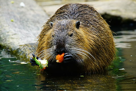 nutria, eats, paprika, animal, animal themes, animal wildlife HD wallpaper