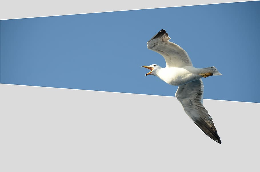 seagull, bird, babu, squawk, fly, wings, air, beak, nature HD wallpaper