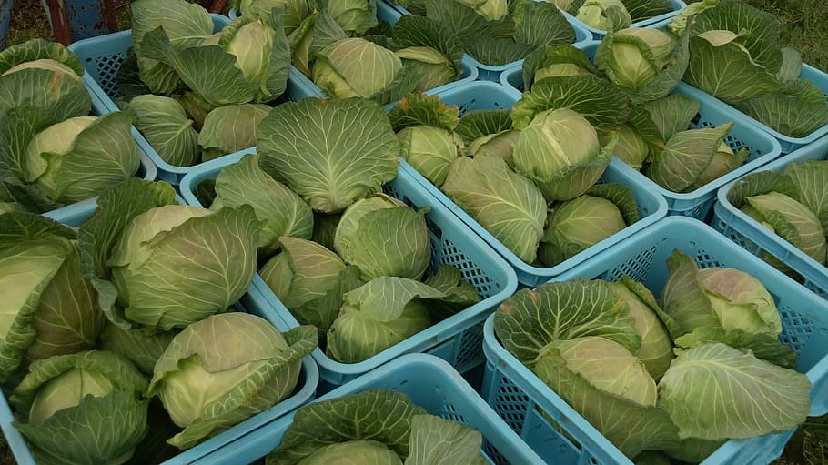 Cabbage, Vegetables, Harvest, food and drink, freshness, healthy eating HD wallpaper