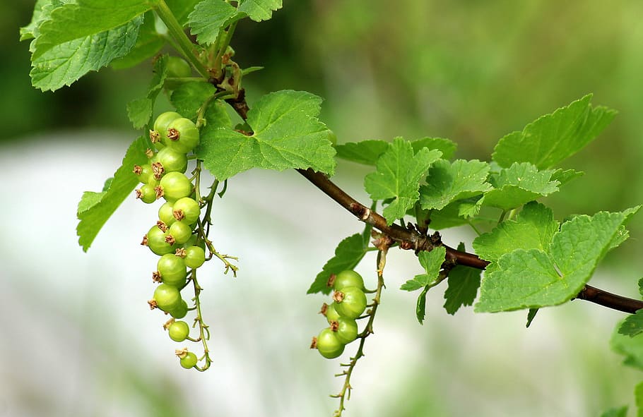 currant, maturation, spring, fruit, bush, green, leaf, nature HD wallpaper