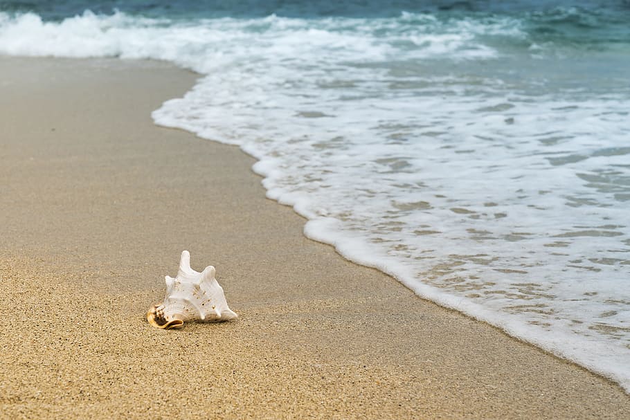 conch shell on beach, background, the beach, nice, the beauty