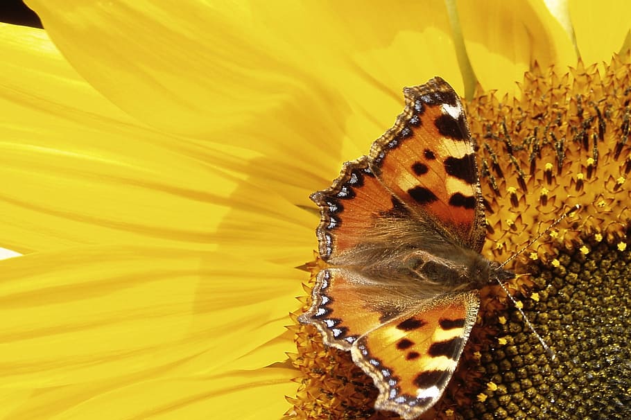 Butterfly, Pollinate, Sunflower, insect, nature, animal, animal Wing HD wallpaper
