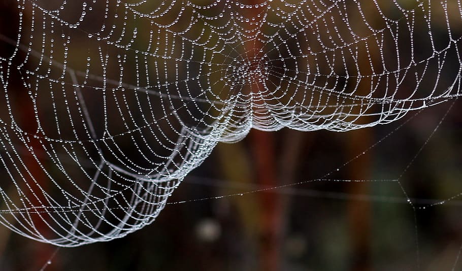 Spider Web, Drops, Dew, Nature, place, one animal, animal themes HD wallpaper