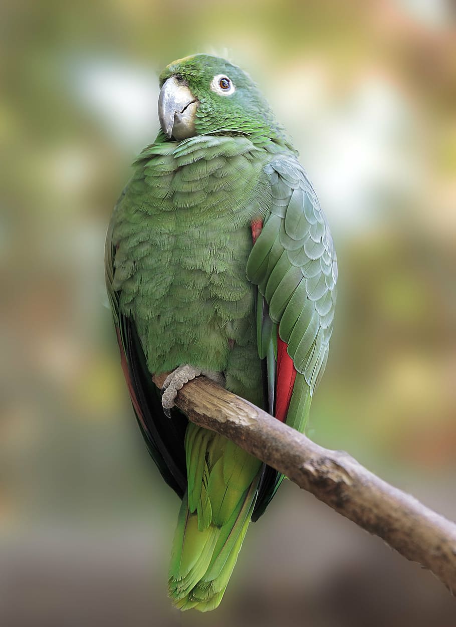 nature, birds, parrot, animal themes, vertebrate, animal wildlife HD wallpaper