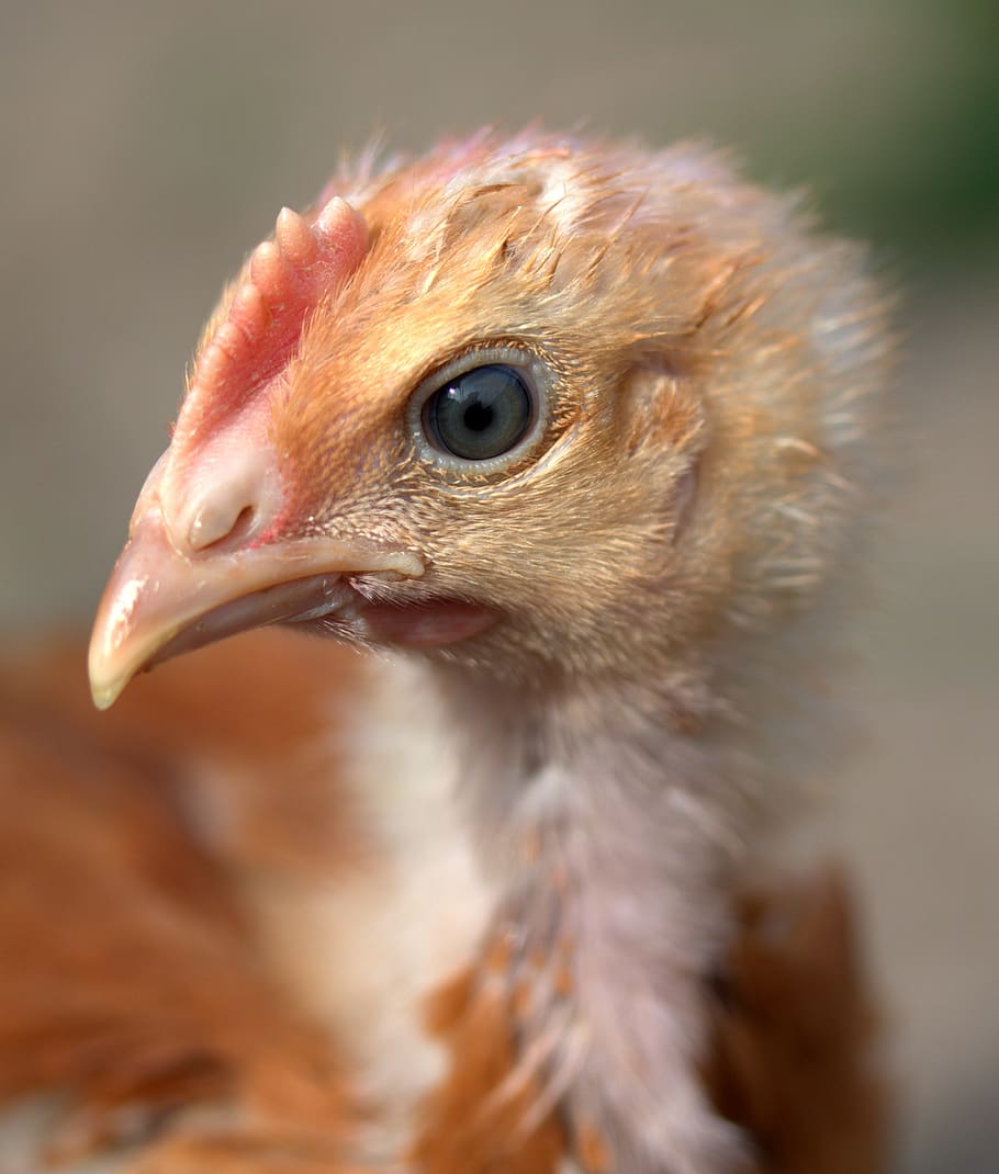 chicken-birds-farm-small-plumage-tamed.jpg