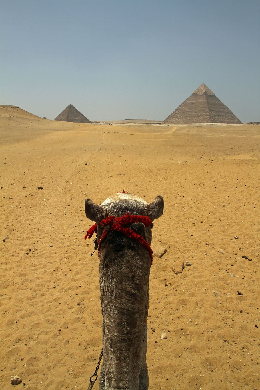 grey camel near pyramids, cairo, egypt, egyptian, desert, sand