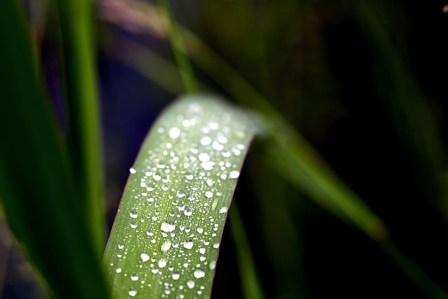 meadow, grass, dew, green, field, spring, garden, park, natural HD wallpaper