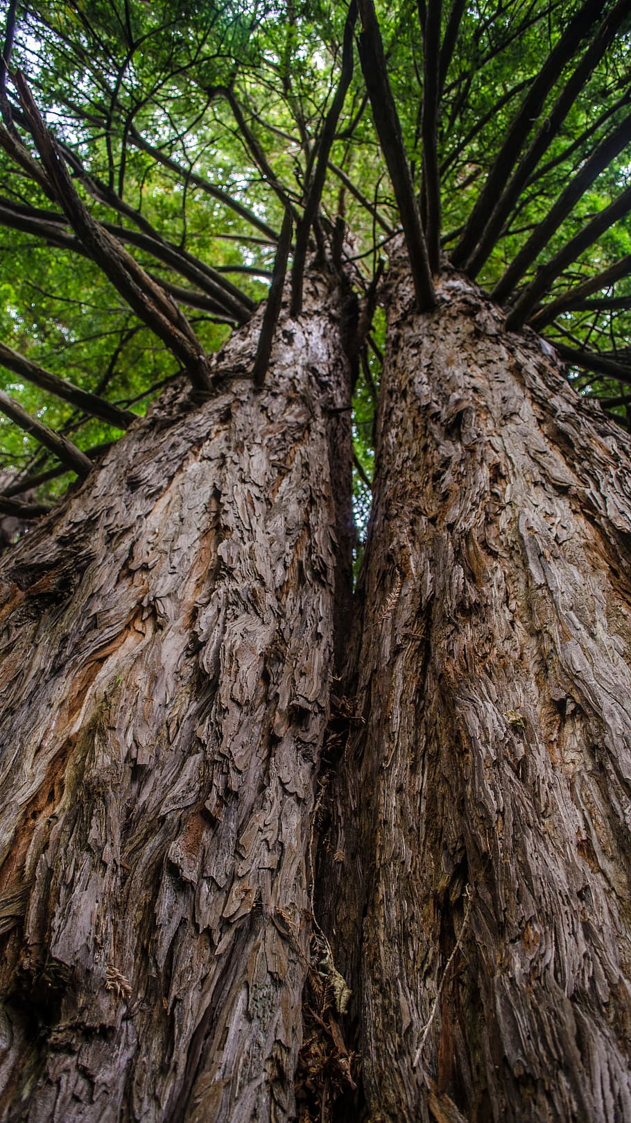 Tree, Forest, Nature, Landscape, trees, trunk, brown, texture HD wallpaper