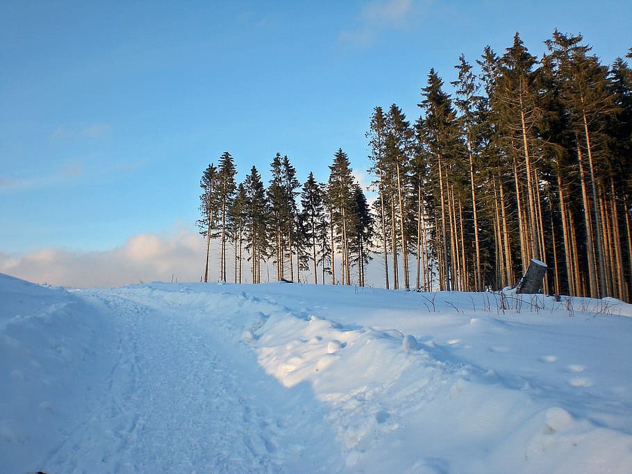 snow, winter, wintry, resin, cold temperature, tree, plant HD wallpaper