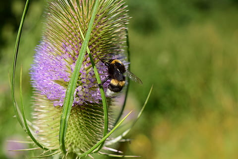 wild teasel, dipsacus fullonum, prickly, dipsacaceae, nature HD wallpaper