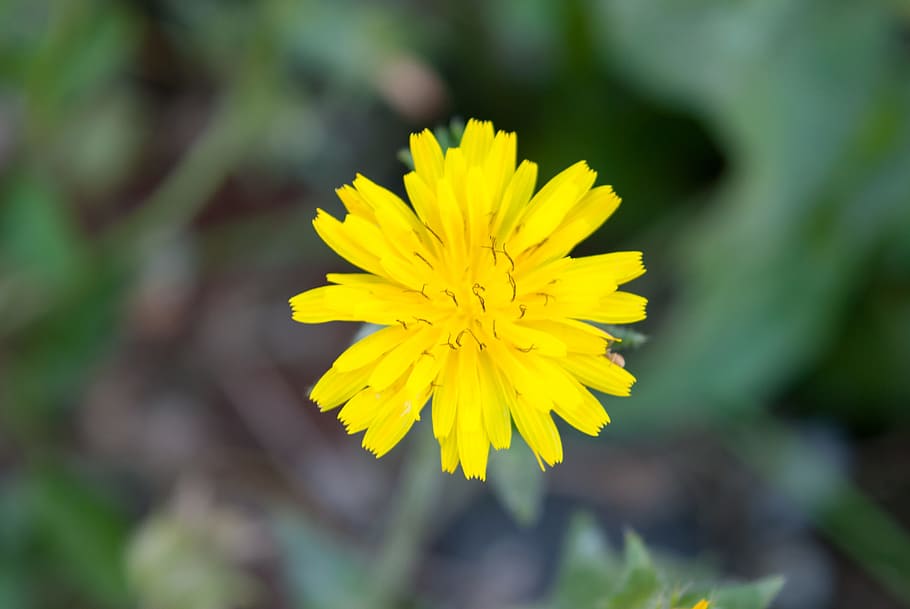 flower, pic, natural, yellow, flowering plant, freshness, close-up HD wallpaper