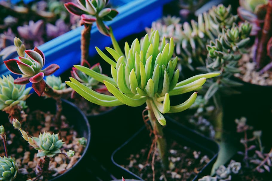 shallow focus photography of green plant, succulent plants, purple HD wallpaper