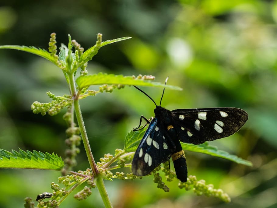 nature, butterfly, phigeavlinder, bug, one animal, invertebrate HD wallpaper