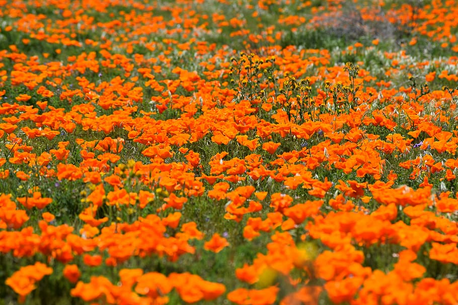 poppies, desert, wildflower, spring, nature, lancaster, california, HD wallpaper