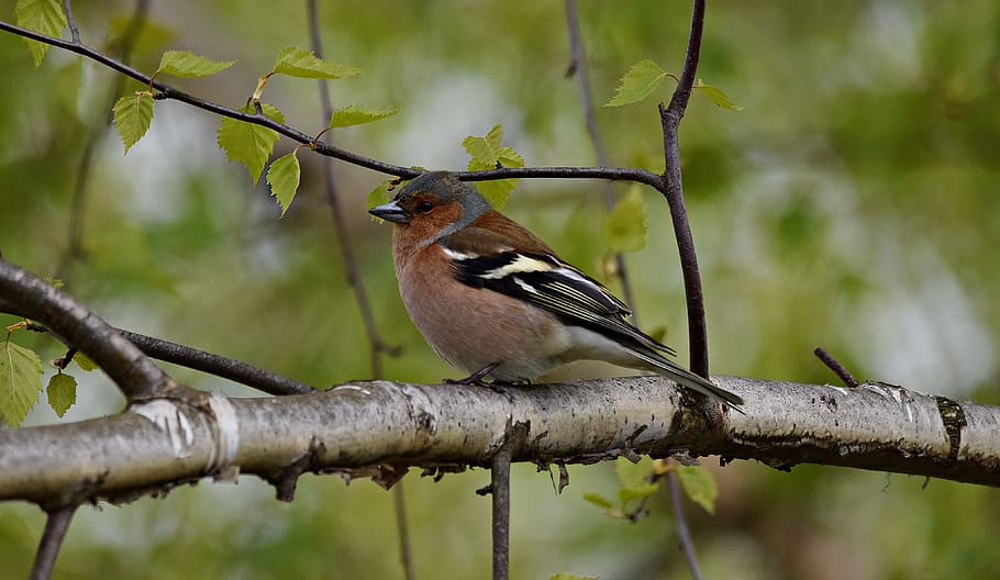 Chaffinch, Bird, Tree, Nature, Branches, park, ornithology HD wallpaper