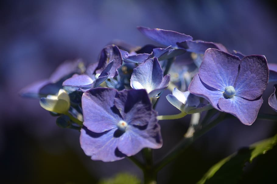 hortensia, flower, flowers, violet, flowery, garden, plants, HD wallpaper